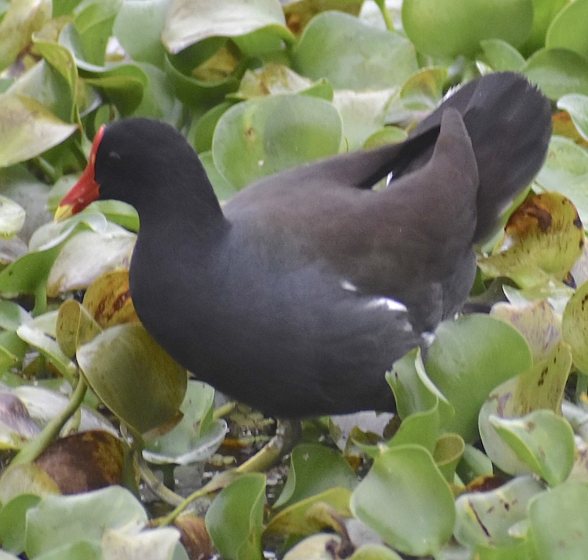 Common Gallinule - ML646455035