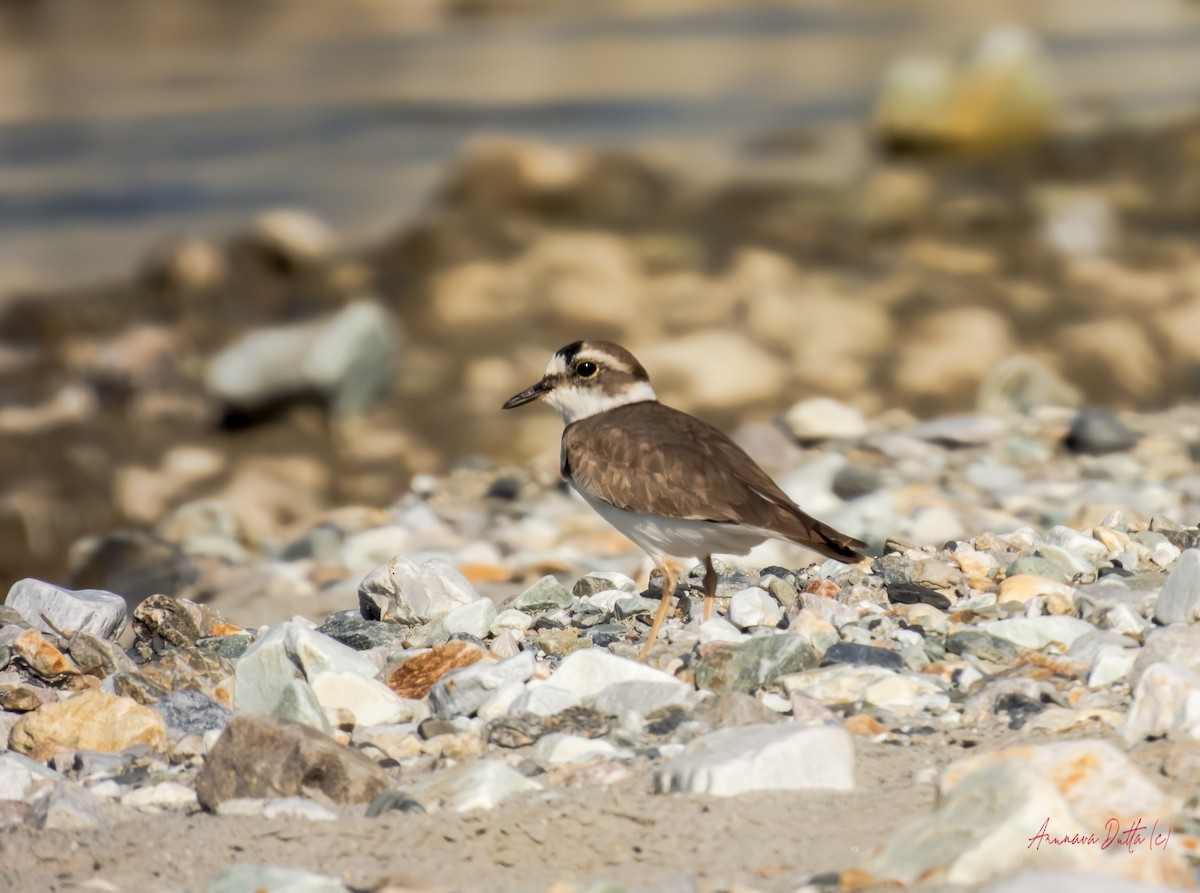 Long-billed Plover - ML646455037