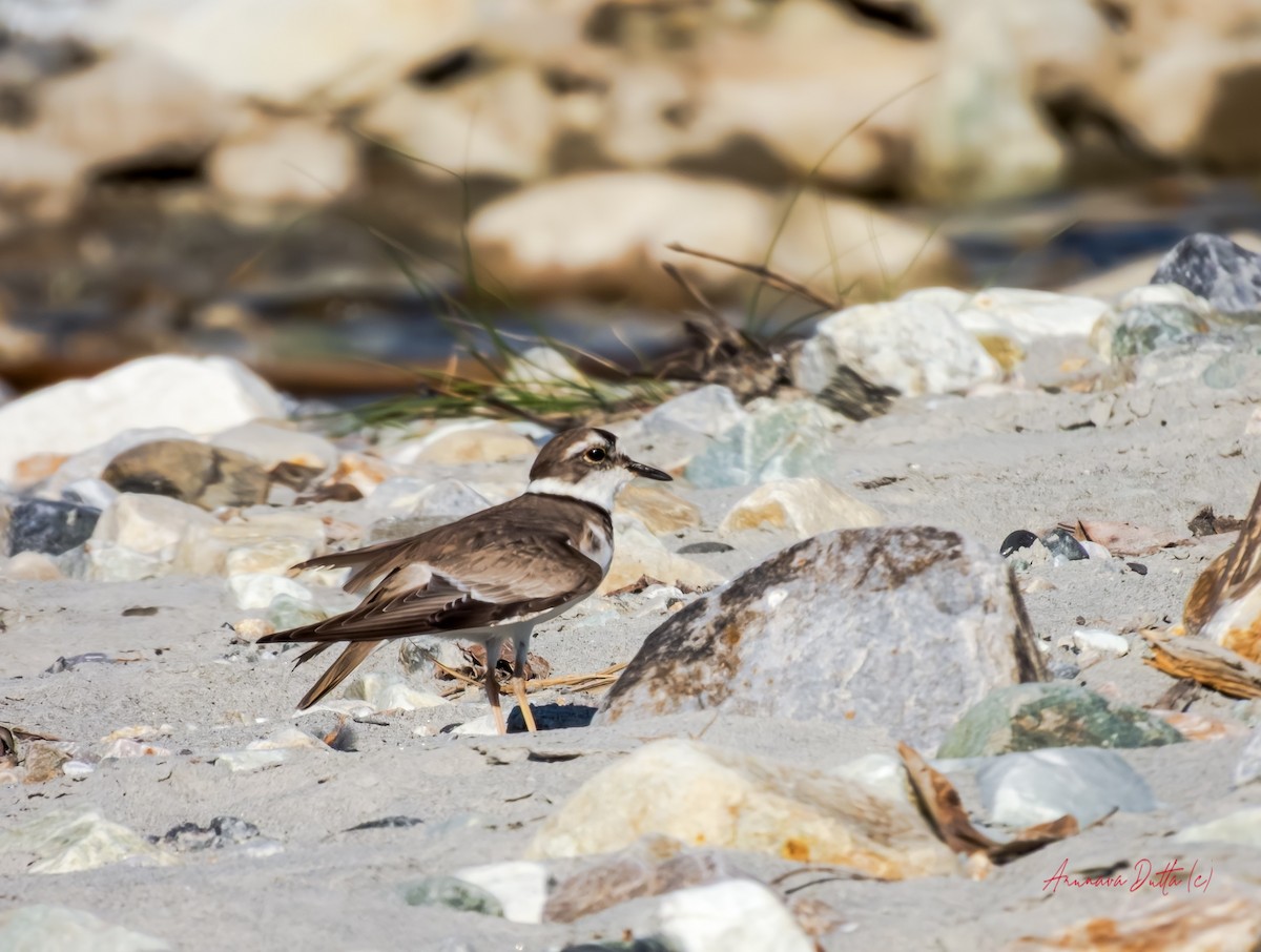 Long-billed Plover - ML646455038