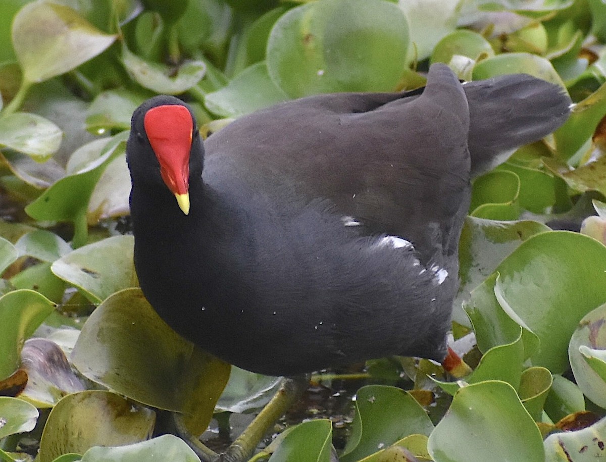 Common Gallinule - ML646455042