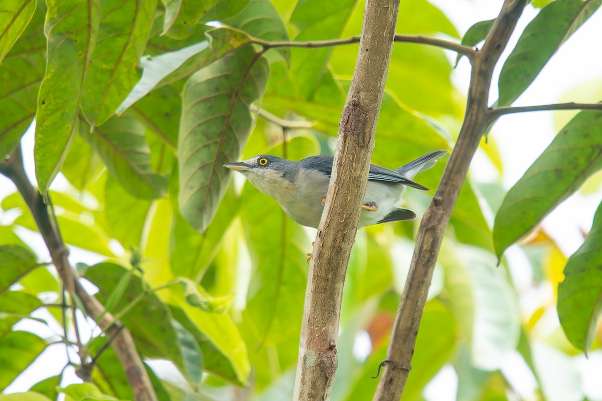 Hooded Tanager - ML646455043