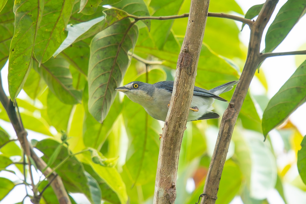 Hooded Tanager - ML646455044