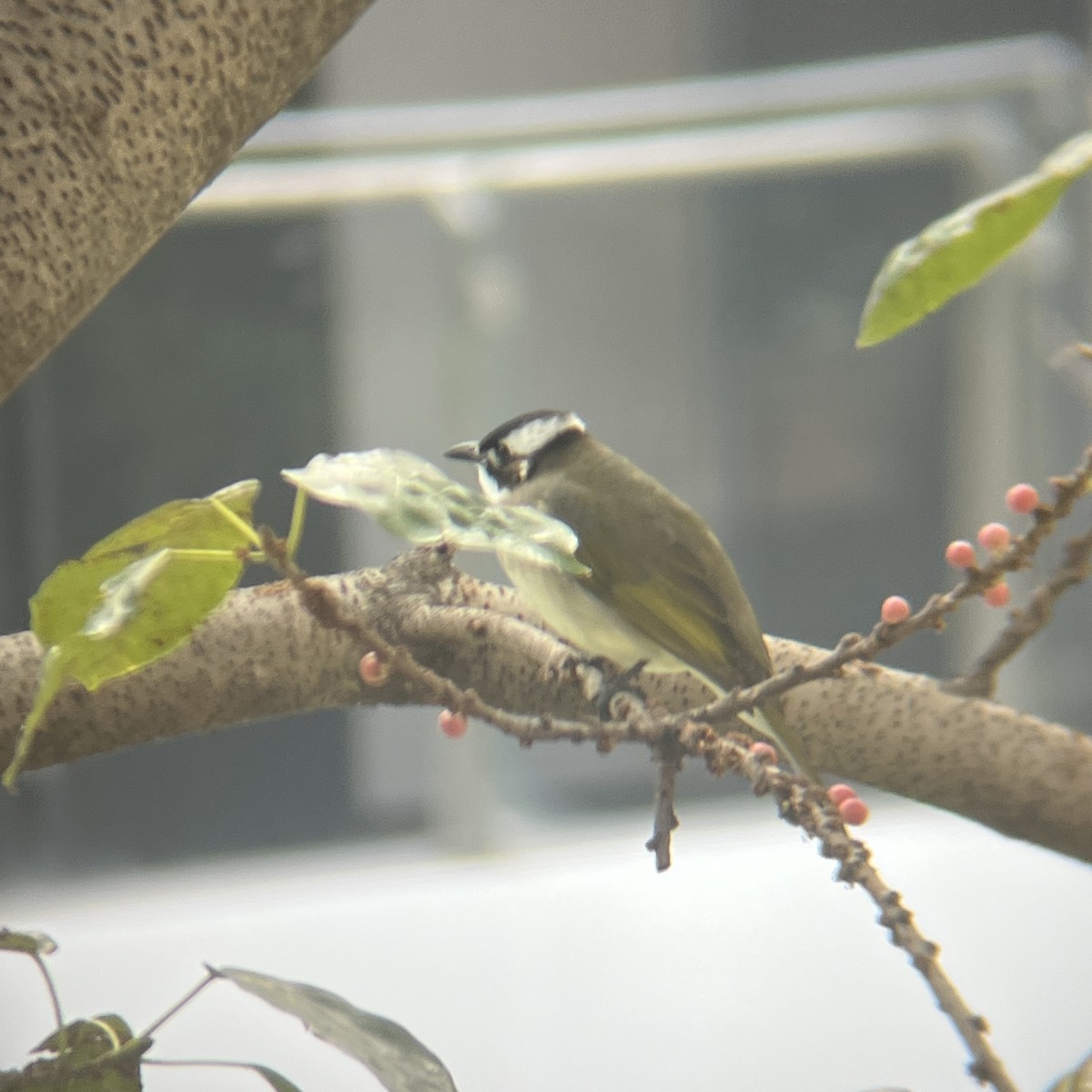 Light-vented Bulbul - ML646455045