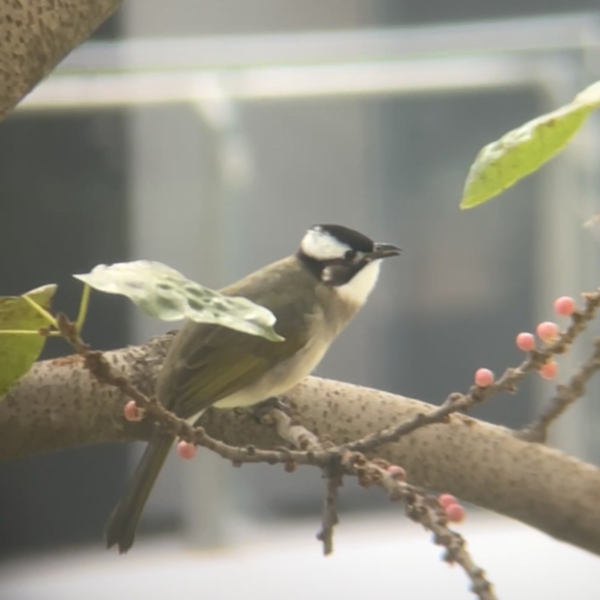 Light-vented Bulbul - ML646455046