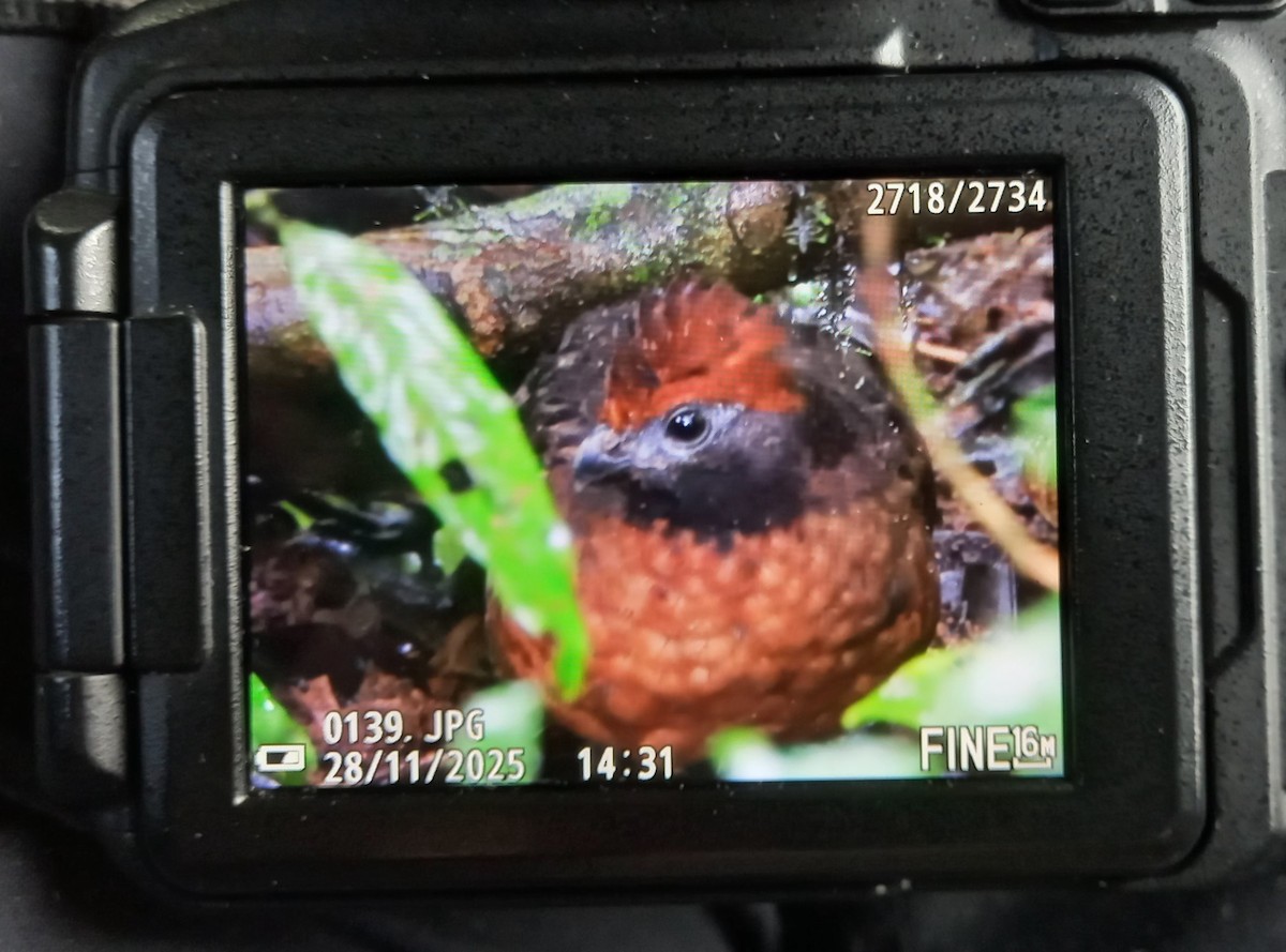 křepel středoamerický - ML646455047