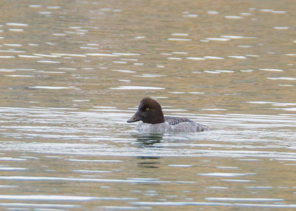 hohol severní - ML646455048