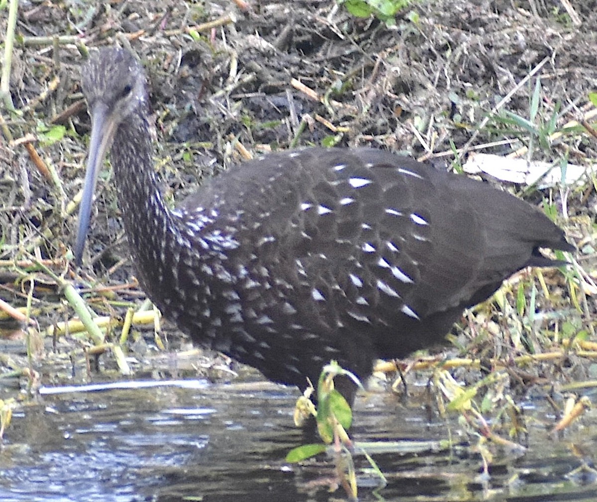 kurlan chřástalovitý - ML646455049