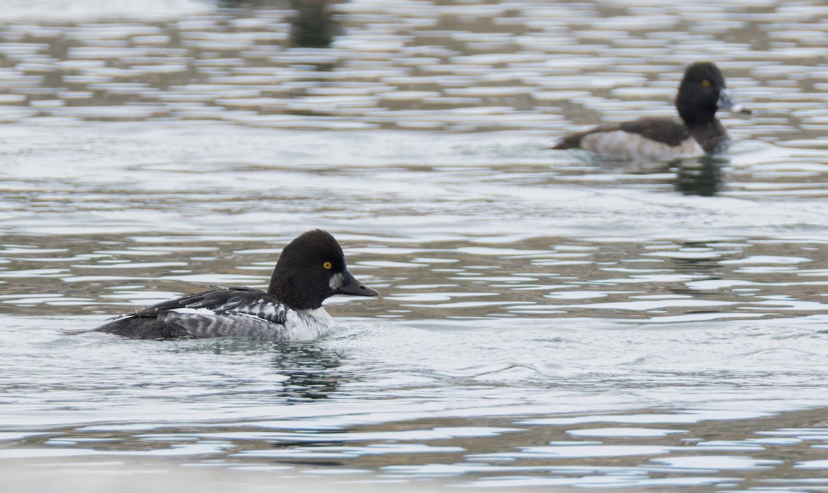 hohol severní - ML646455050