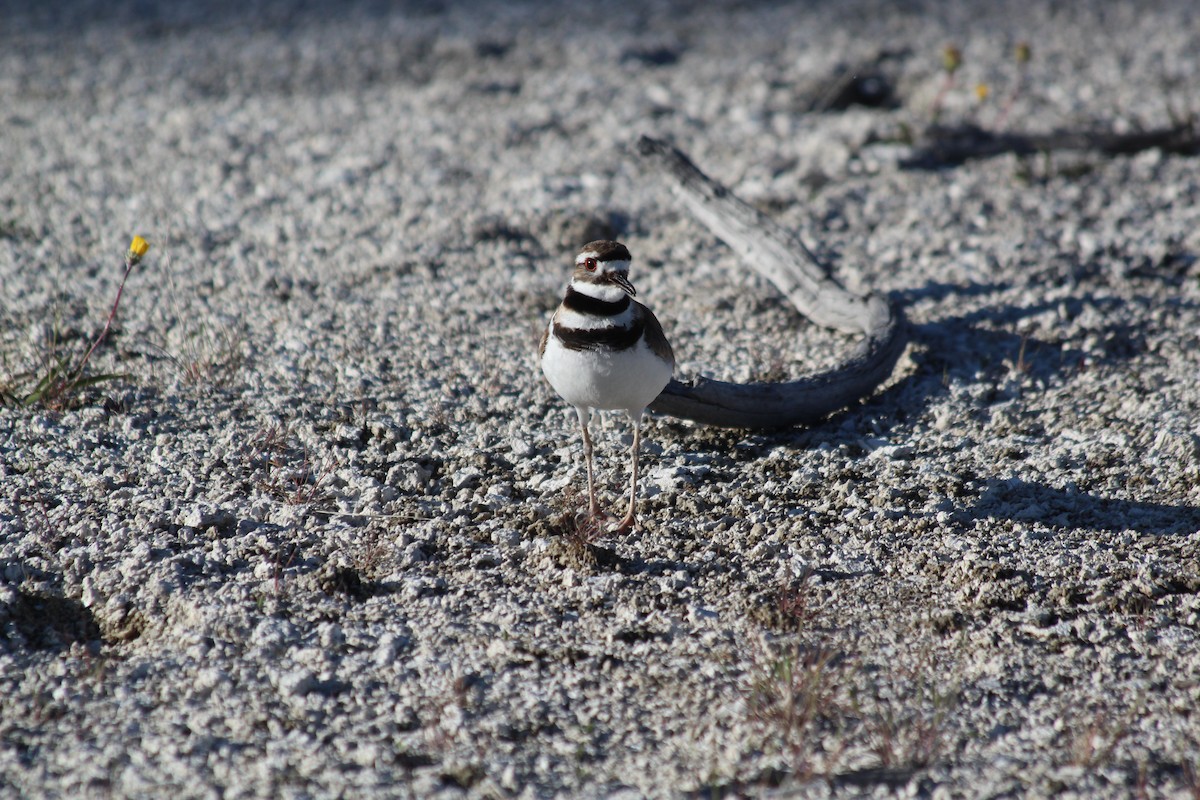 kulík rezavoocasý - ML646455051