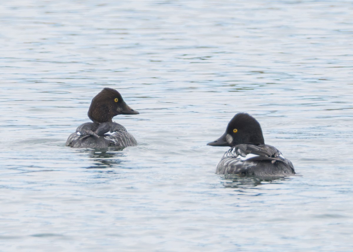 hohol severní - ML646455052