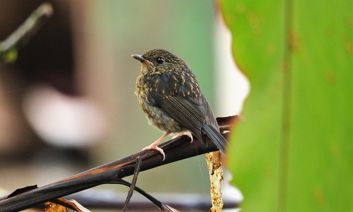 Snowy-browed Flycatcher - ML646455053