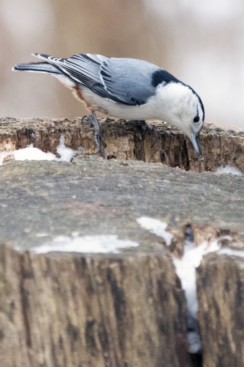 brhlík běloprsý - ML646455054