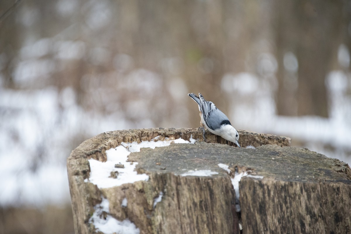 brhlík běloprsý - ML646455055