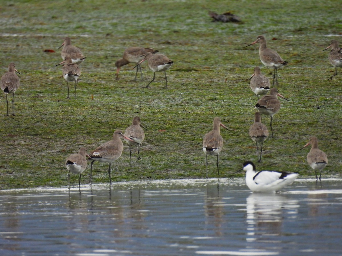 břehouš černoocasý - ML646455056