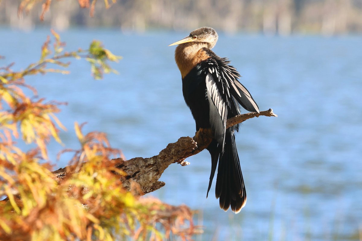 anhinga americká - ML646455062
