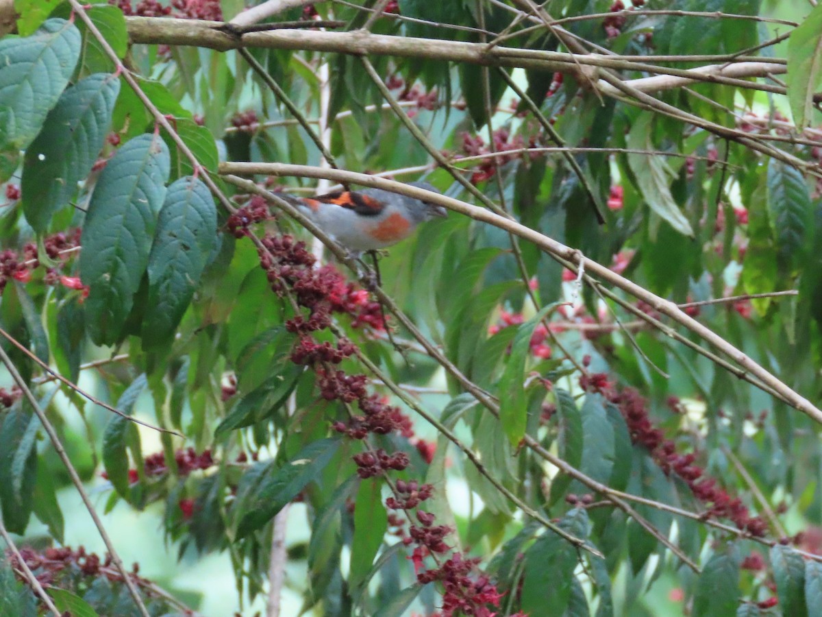 čížek ohnivý - ML646455063