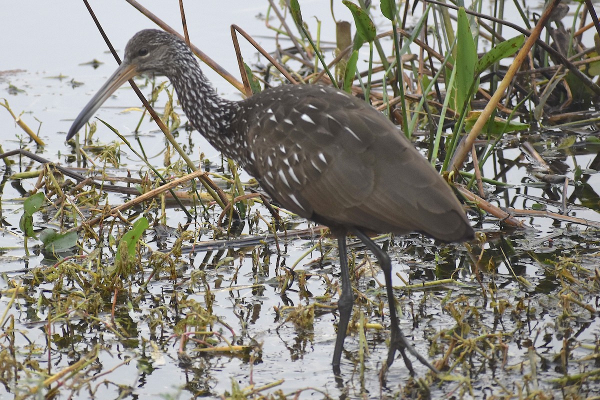 kurlan chřástalovitý - ML646455065