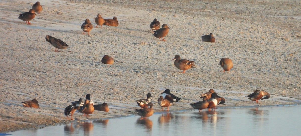 lžičák pestrý - ML646455066