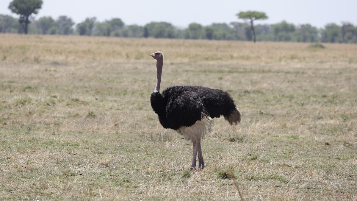 pštros dvouprstý - ML646455067