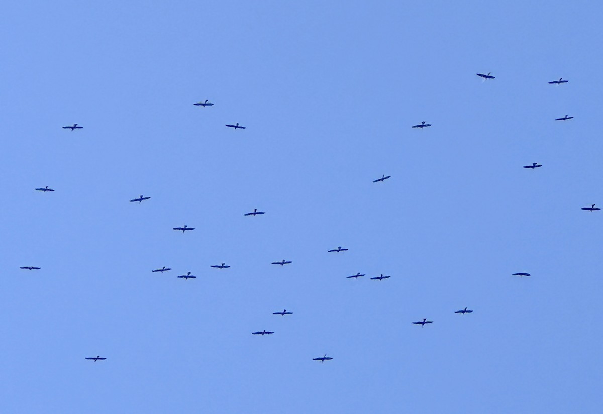 anhinga americká - ML646455068