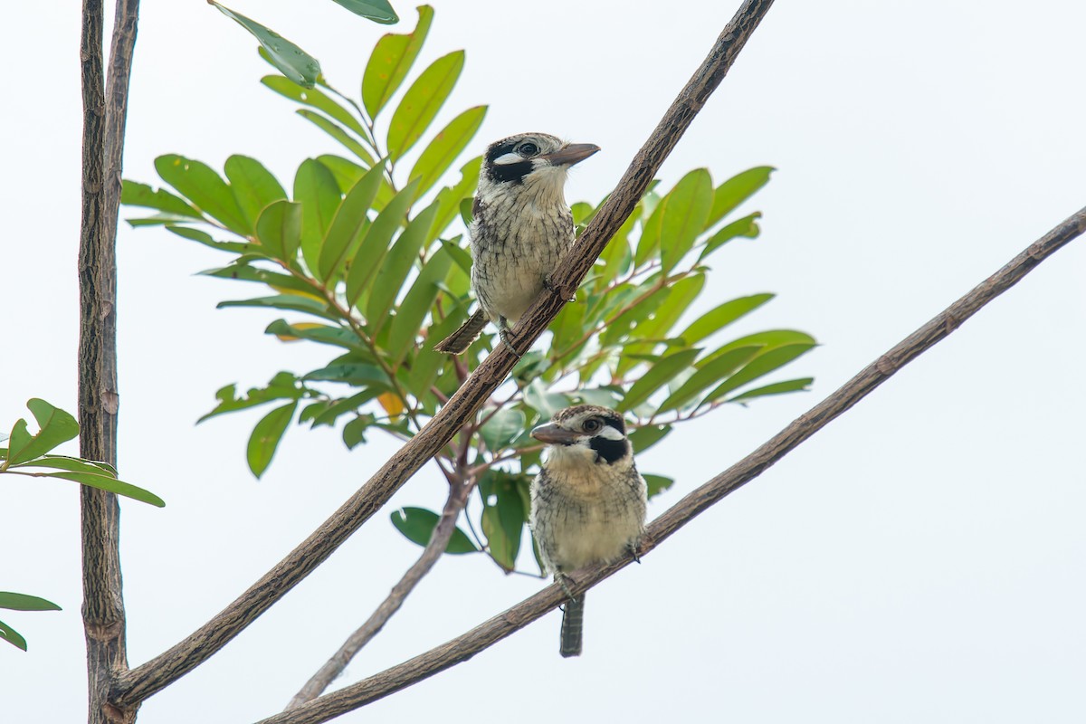 lenivka bělouchá - ML646455069