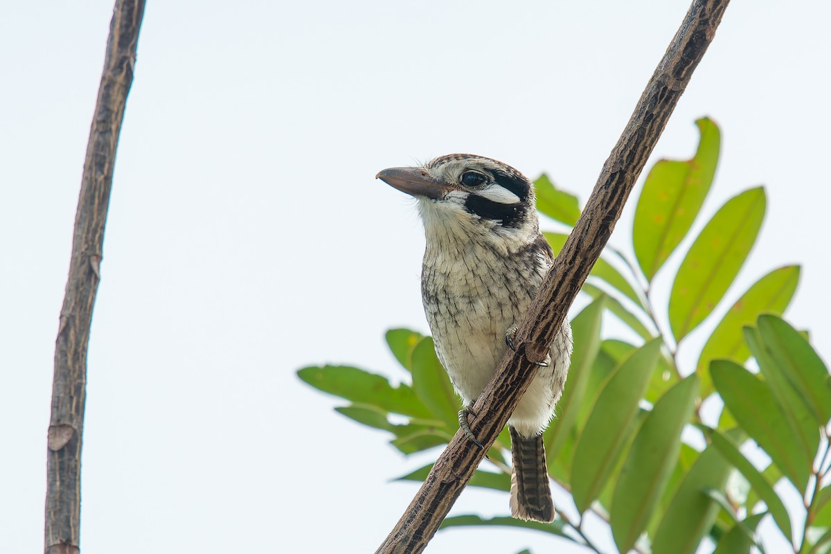 lenivka bělouchá - ML646455070