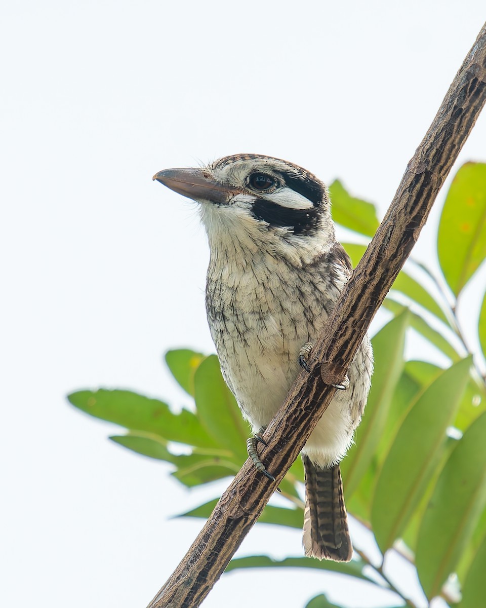 lenivka bělouchá - ML646455071