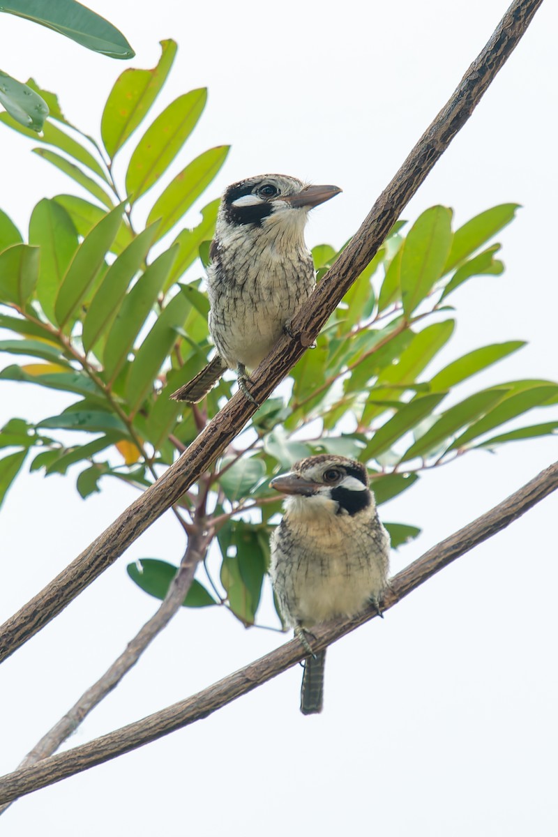 lenivka bělouchá - ML646455072