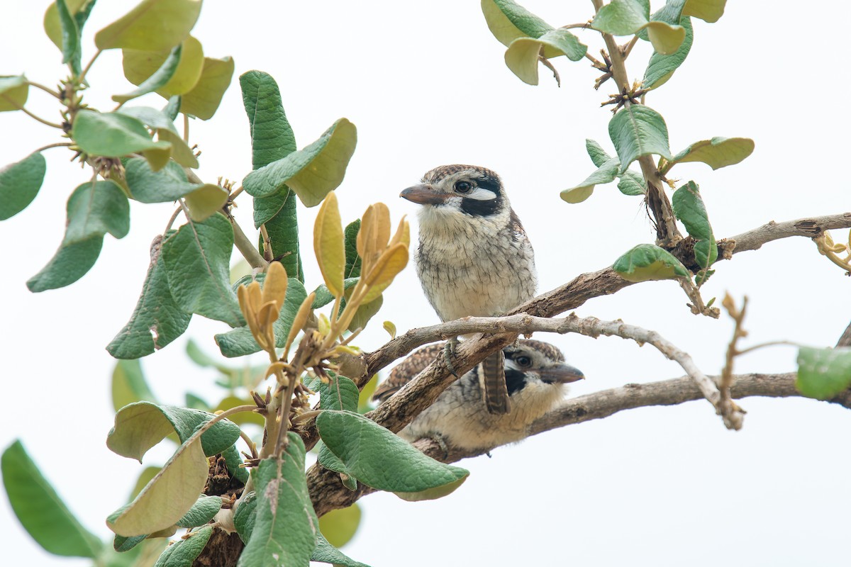 lenivka bělouchá - ML646455073