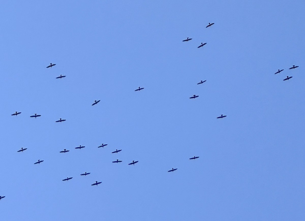 Anhinga - ML646455075