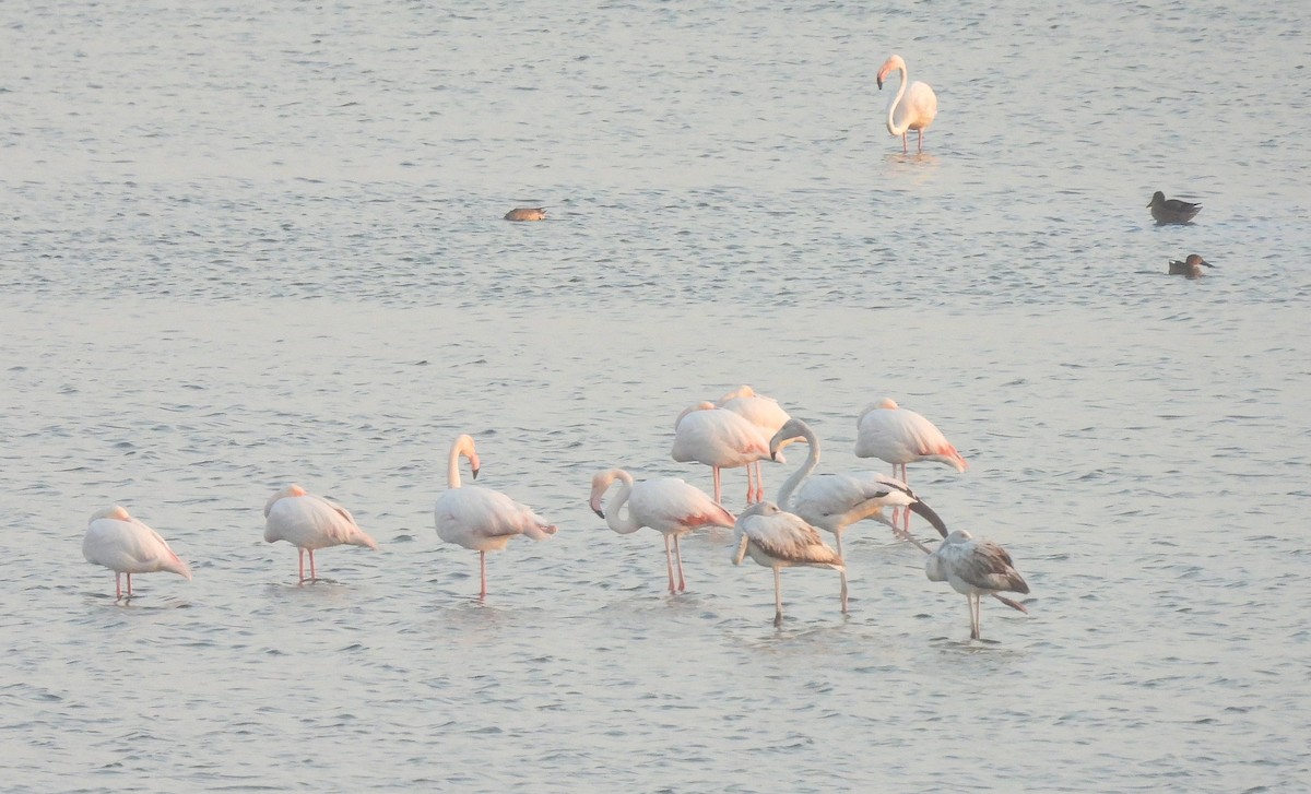 plameňák růžový - ML646455076