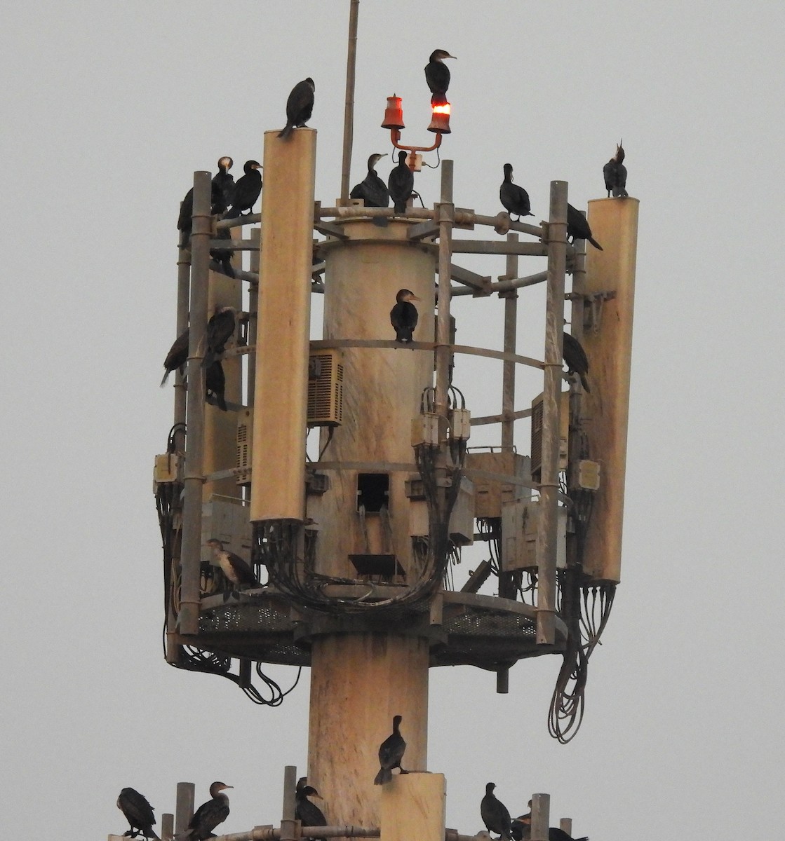 kormorán velký - ML646455081