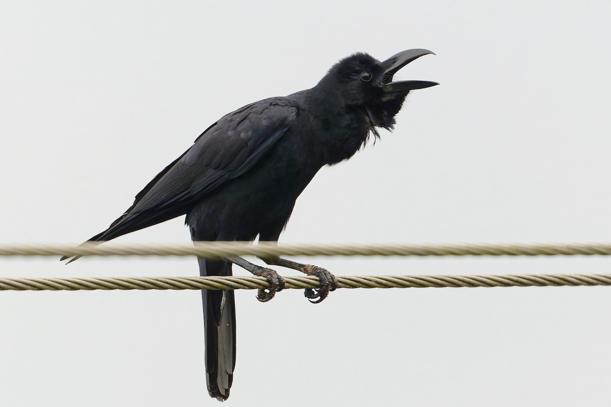 Large-billed Crow - ML646455082