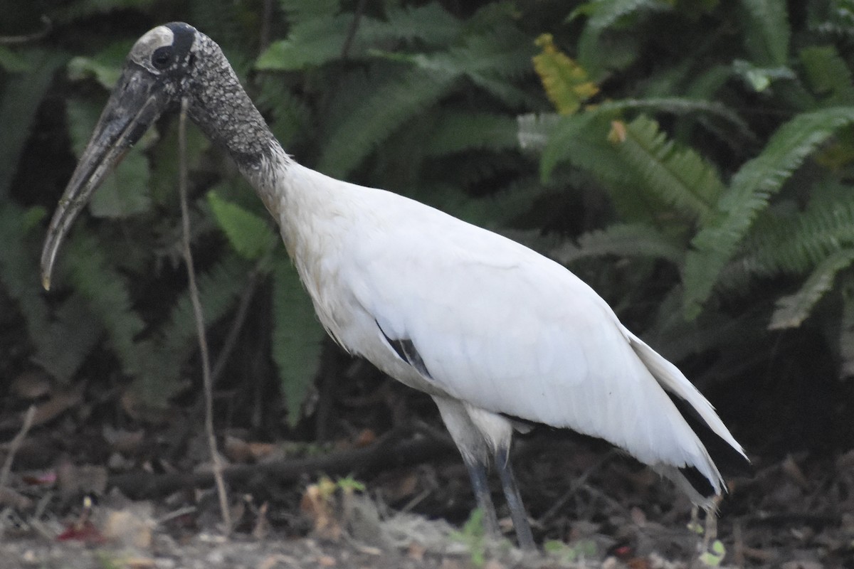 Wood Stork - ML646455084