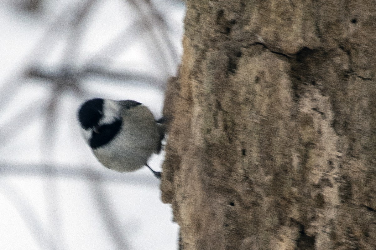 sýkora karolínská - ML646455085