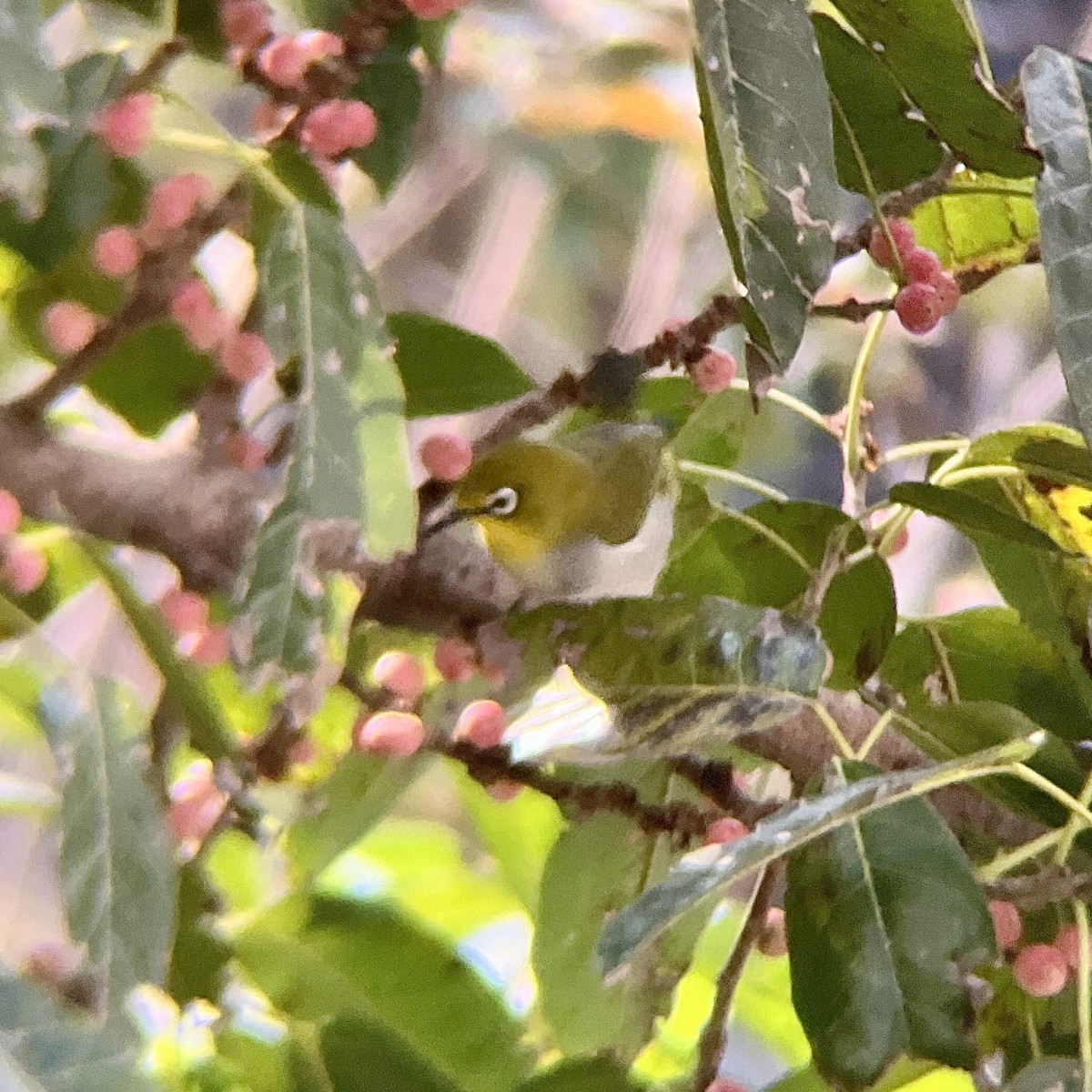 Swinhoe's White-eye - ML646455087