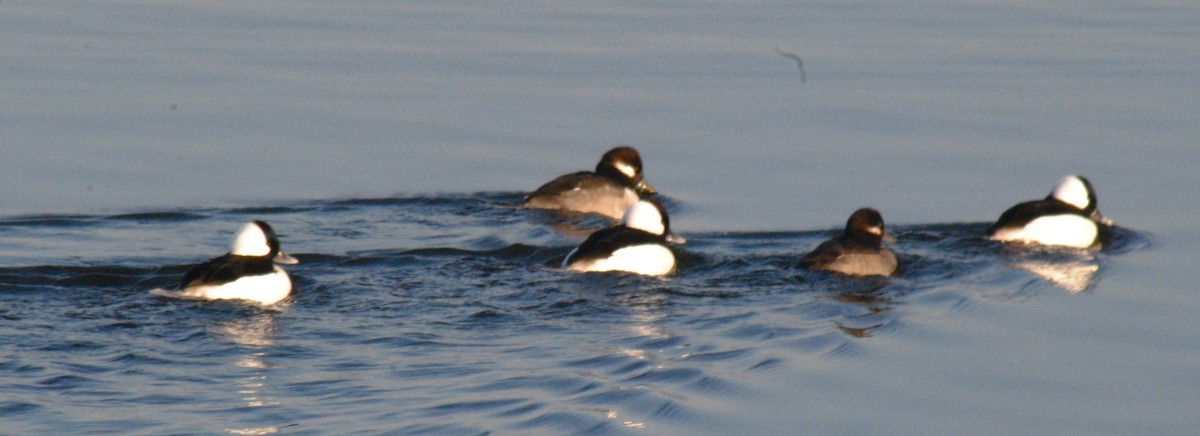 Bufflehead - ML646455088