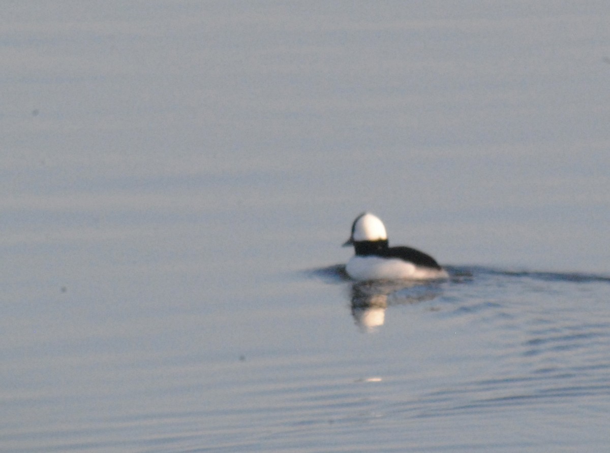 Bufflehead - ML646455089