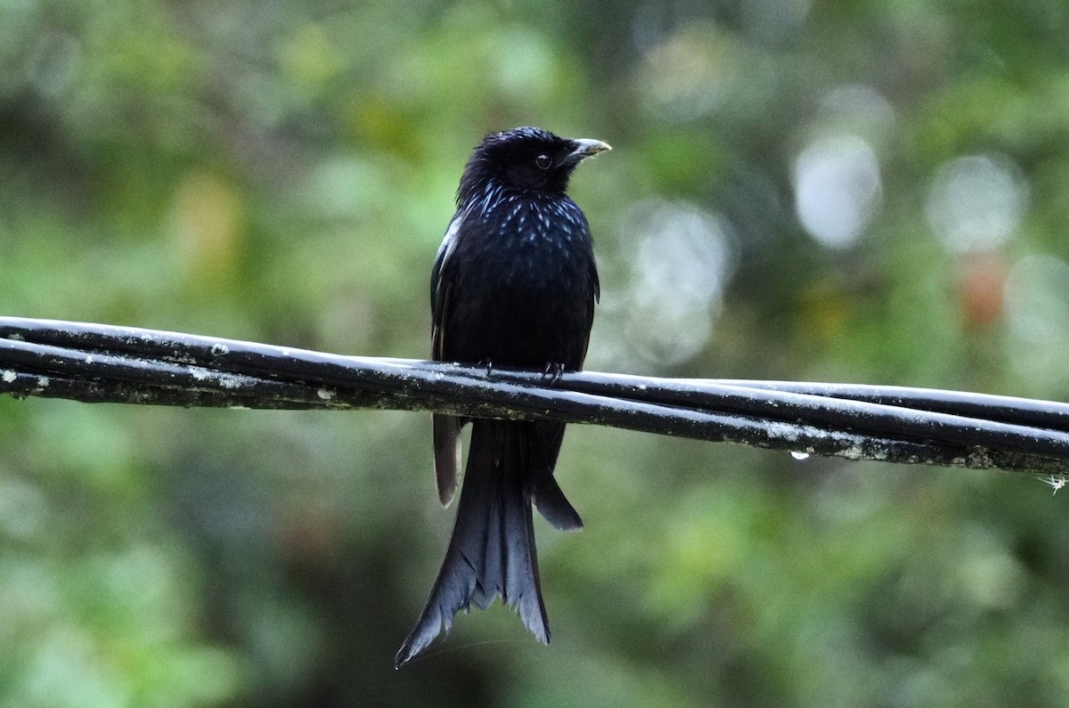 Sulawesi Drongo - ML646455093