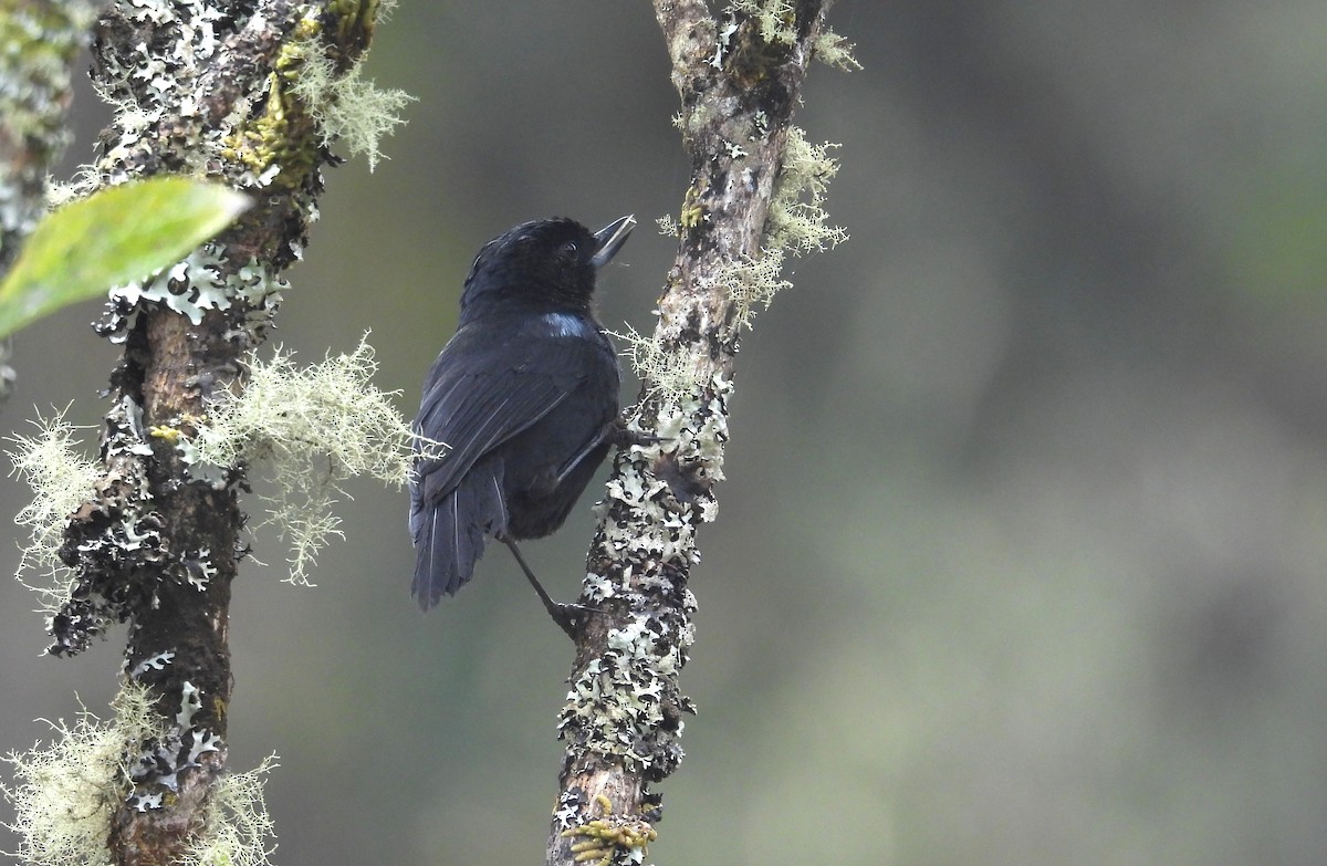 Glossy Flowerpiercer - ML646455096