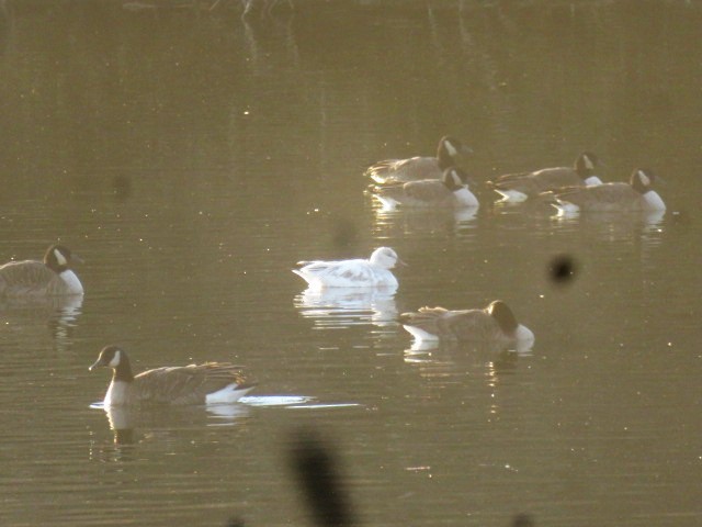 Snow x Ross's Goose (hybrid) - ML646455101