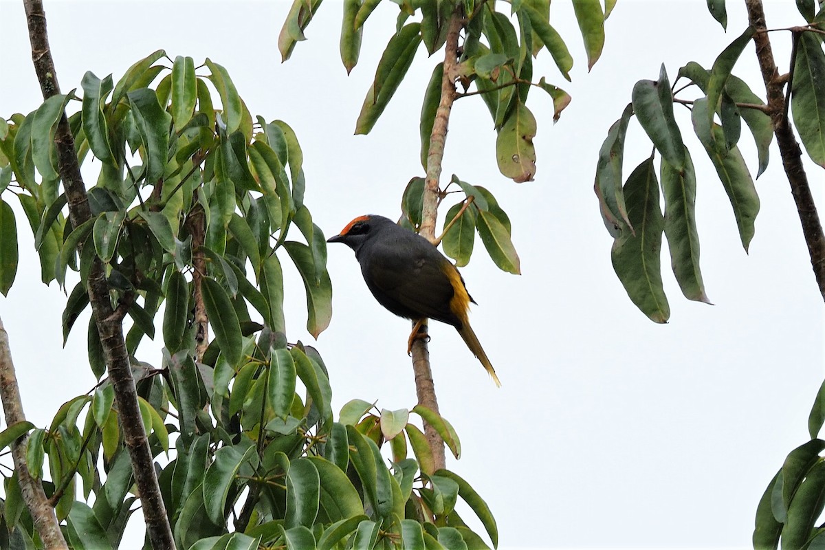 Fiery-browed Myna - ML646455103