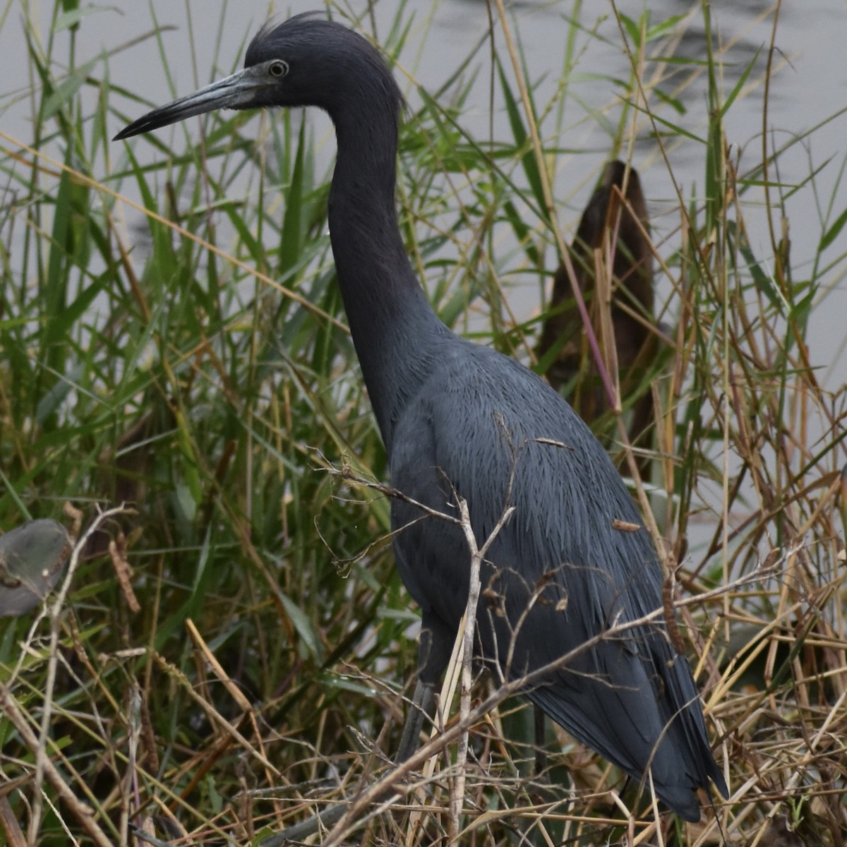 Little Blue Heron - ML646455106