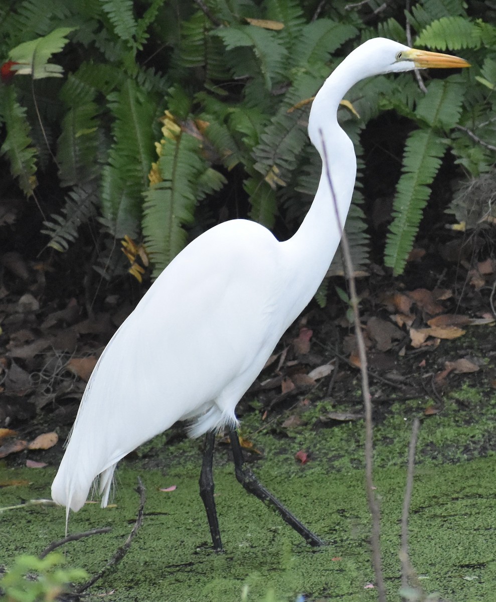 Great Egret - ML646455114