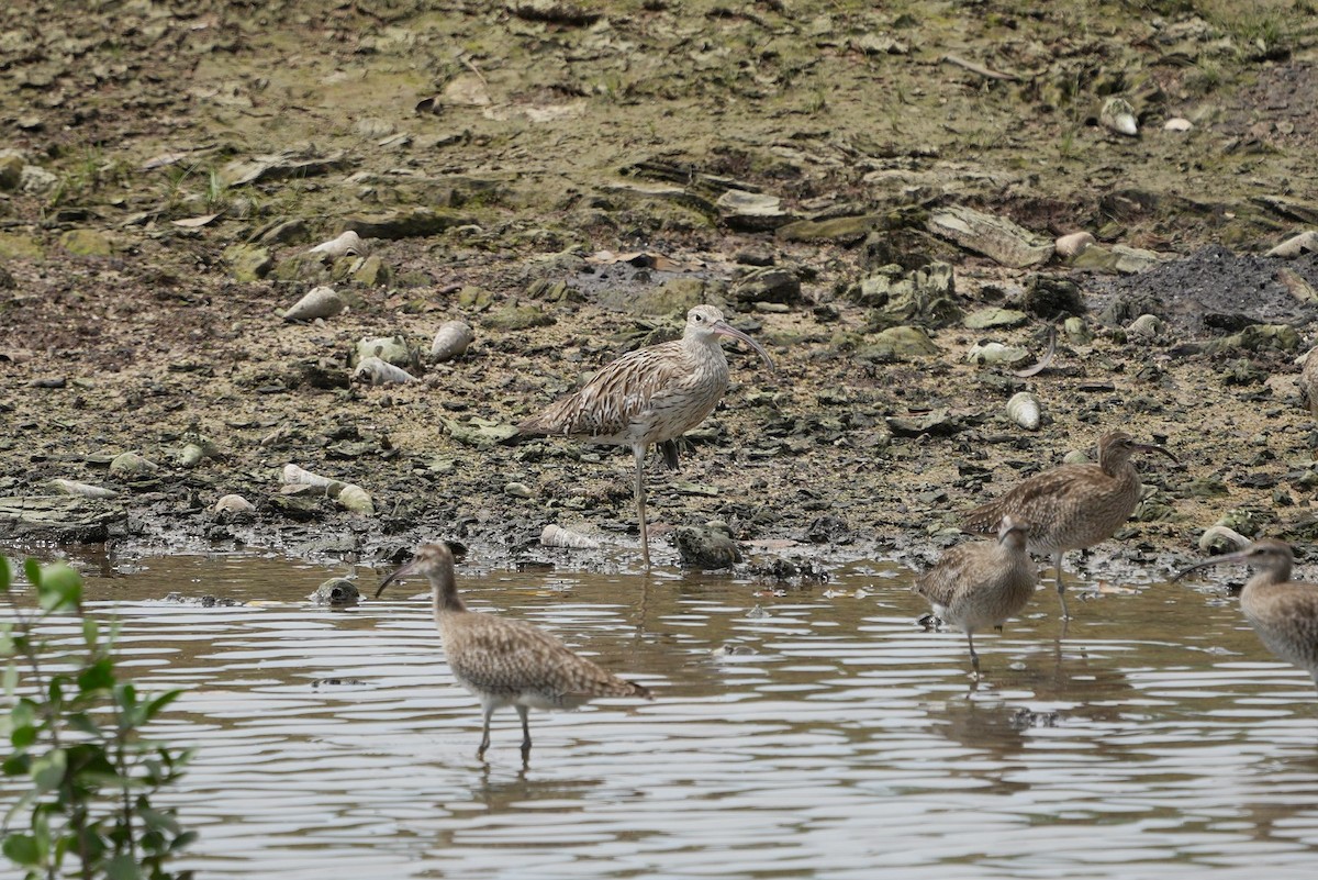 חרמשון גדול - ML646455117