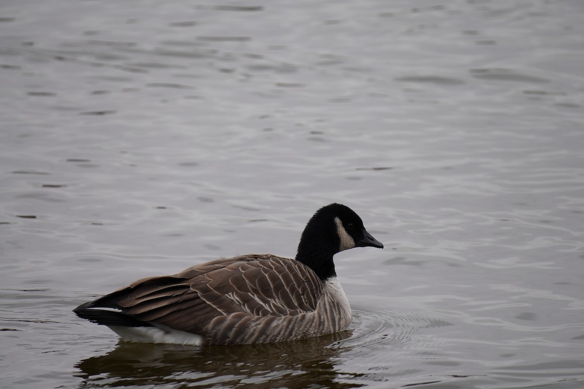 ברנטה קנדית - ML646455120