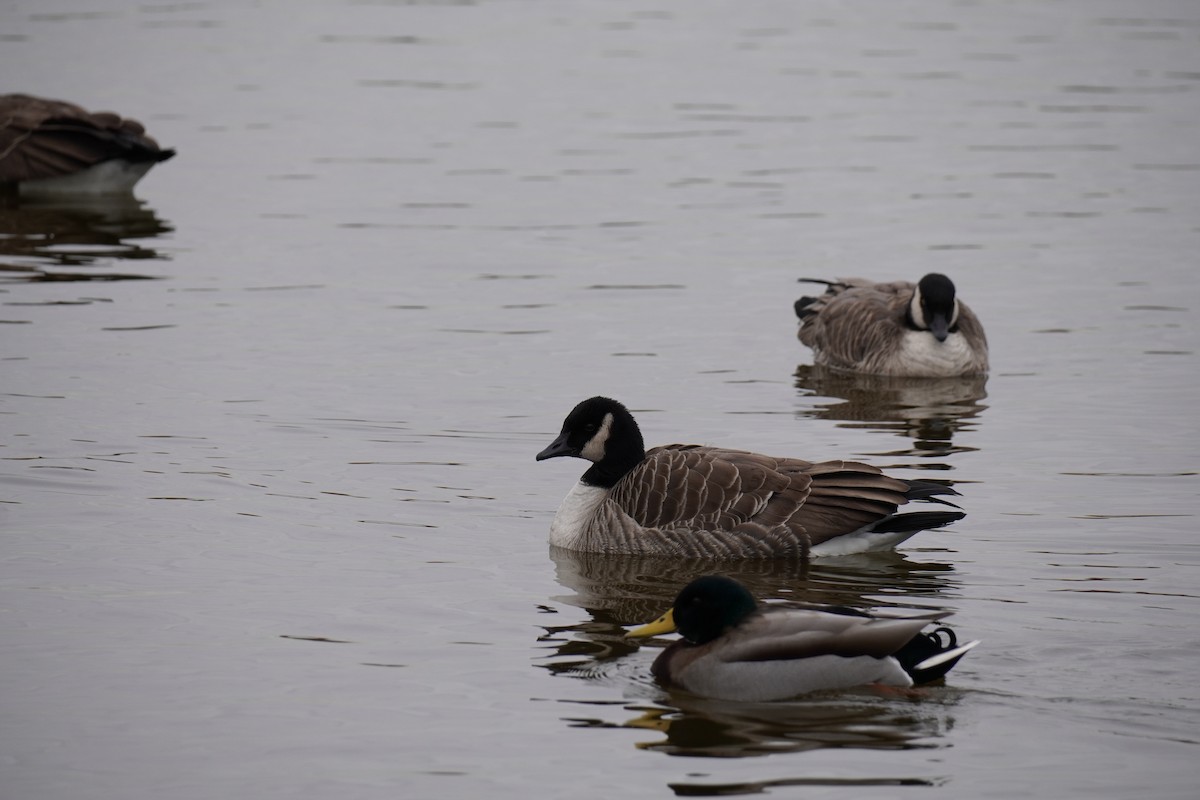 ברנטה קנדית - ML646455121