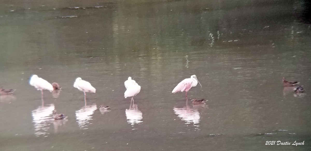 Roseate Spoonbill - ML646455124