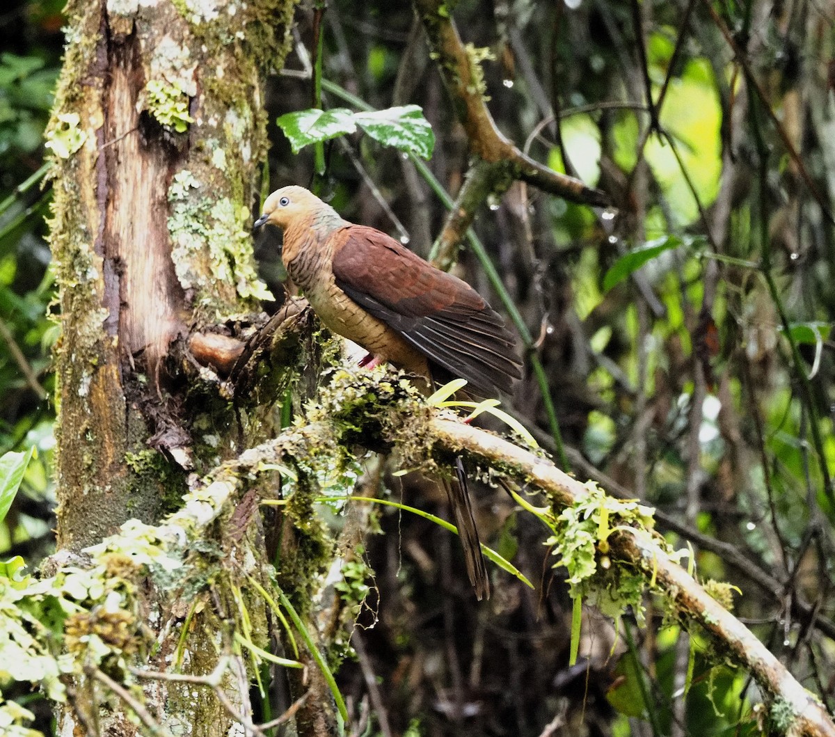 Sultan's Cuckoo-Dove (Sulawesi) - ML646455126