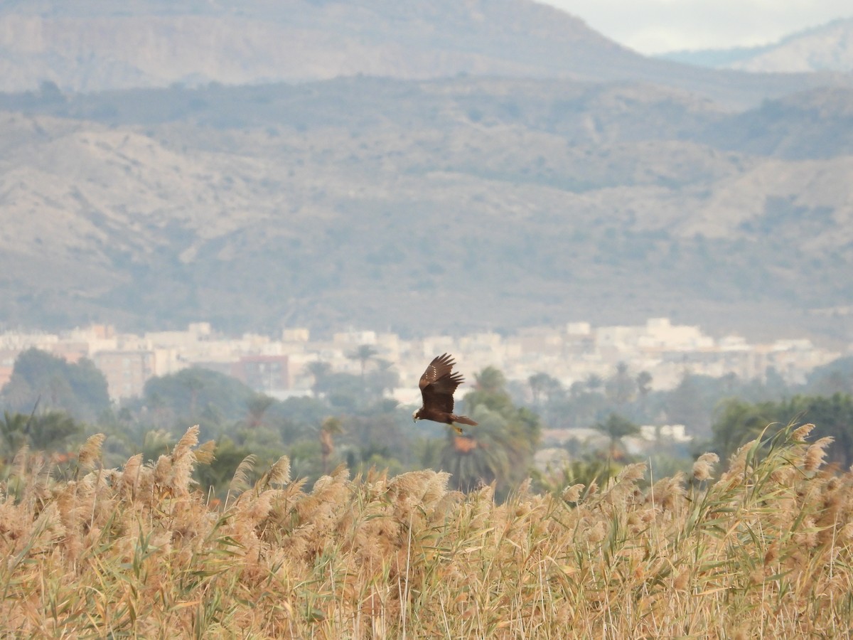 זרון סוף - ML646455128